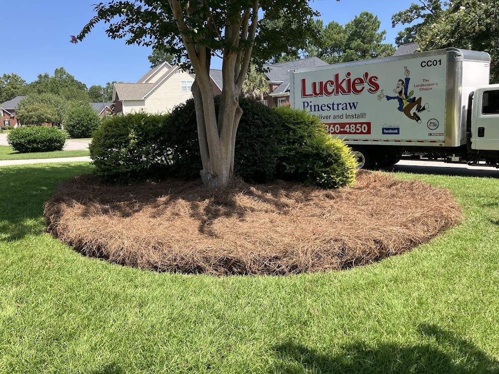 Luckie’s Pinestraw Columbia S.C.